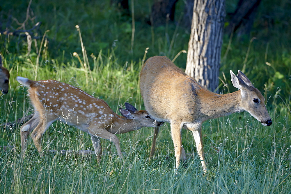 Whitetail deer (Odocoileus virginianus) fawn trying to nurse, Devil's Tower National Monument, Wyoming, United States of America, North America