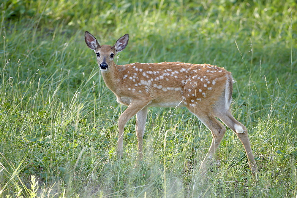 Whitetail deer (Odocoileus virginianus) fawn, Devil's Tower National Monument, Wyoming, United States of America, North America