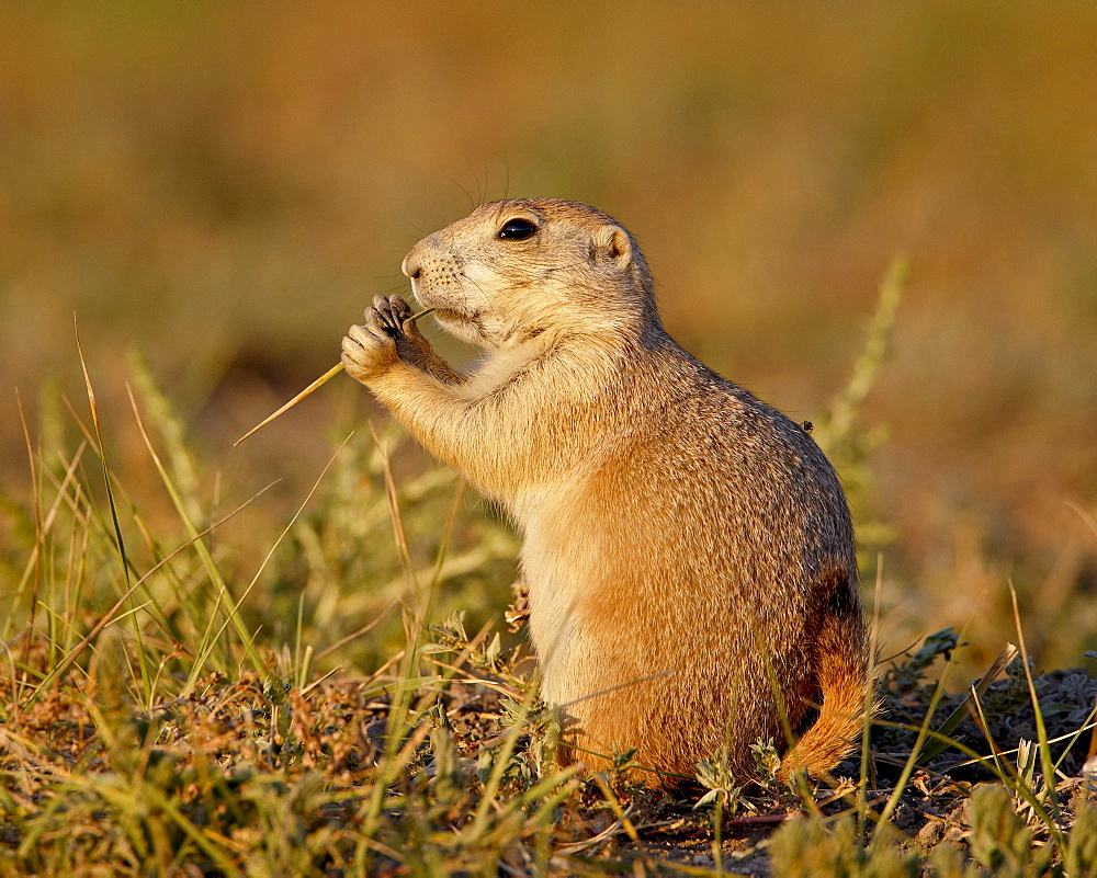 Blacktail prairie dog (Cynomys ludovicianus) eating, Wind Cave National Park, South Dakota, United States of America, North America