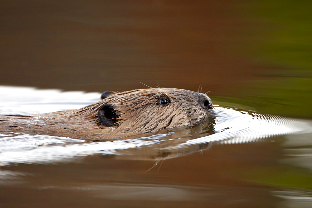 Beaver (Castor canadensis) swimming, Colorado State Forest State Park, Colorado, United States of America, North America