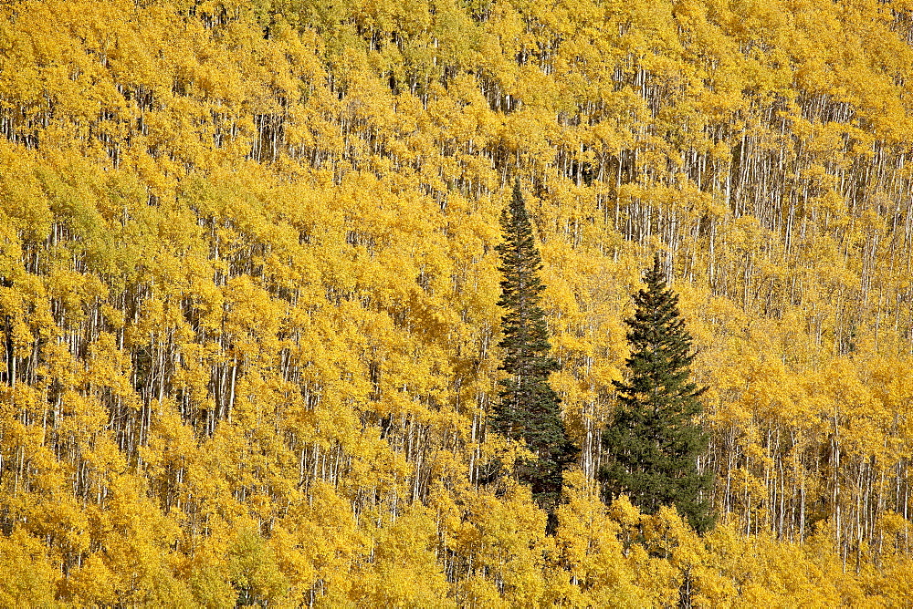 Two evergreen trees among yellow aspen trees in the fall, White River National Forest, Colorado, United States of America, North America