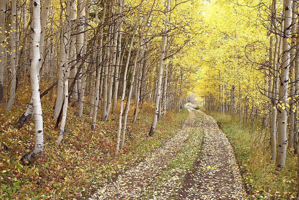 Lane through fall aspens, Ophir Pass, Uncompahgre National Forest, Colorado, United States of America, North America