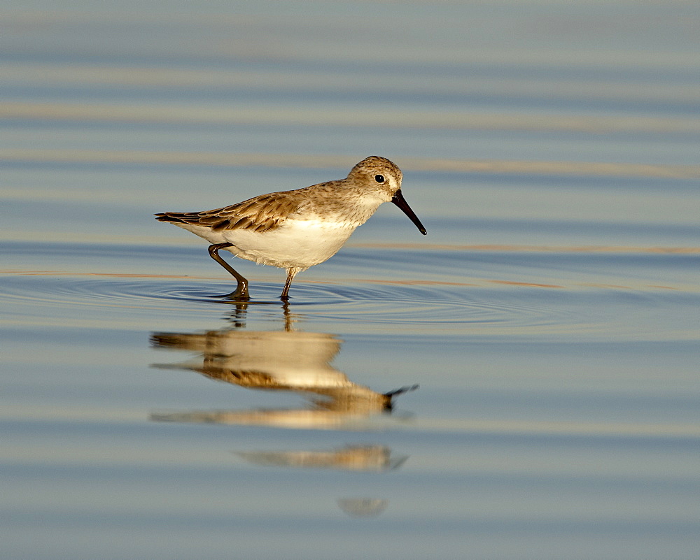 Semipalmated sandpiper (Calidris pusilla) wading while feeding, Sonny Bono Salton Sea National Wildlife Refuge, California, United States of America, North America