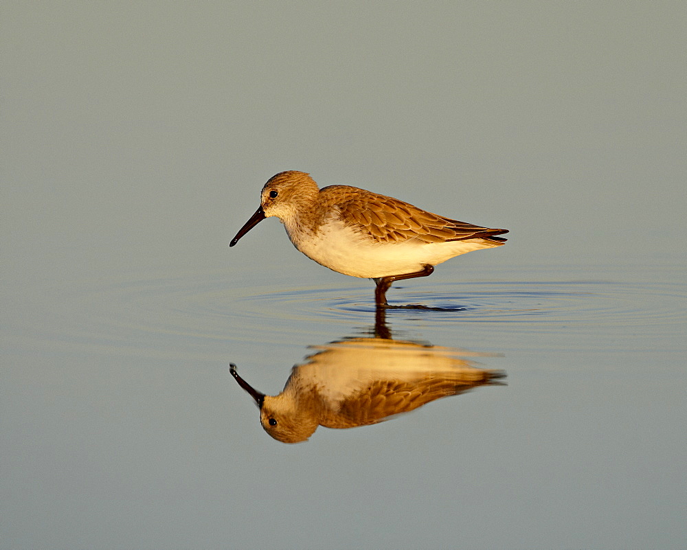 Semipalmated sandpiper (Calidris pusilla) wading while feeding, Sonny Bono Salton Sea National Wildlife Refuge, California, United States of America, North America