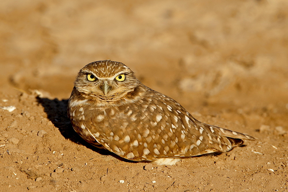 Burrowing owl (Athene cunicularia), Salton Sea, California, United States of America, North America