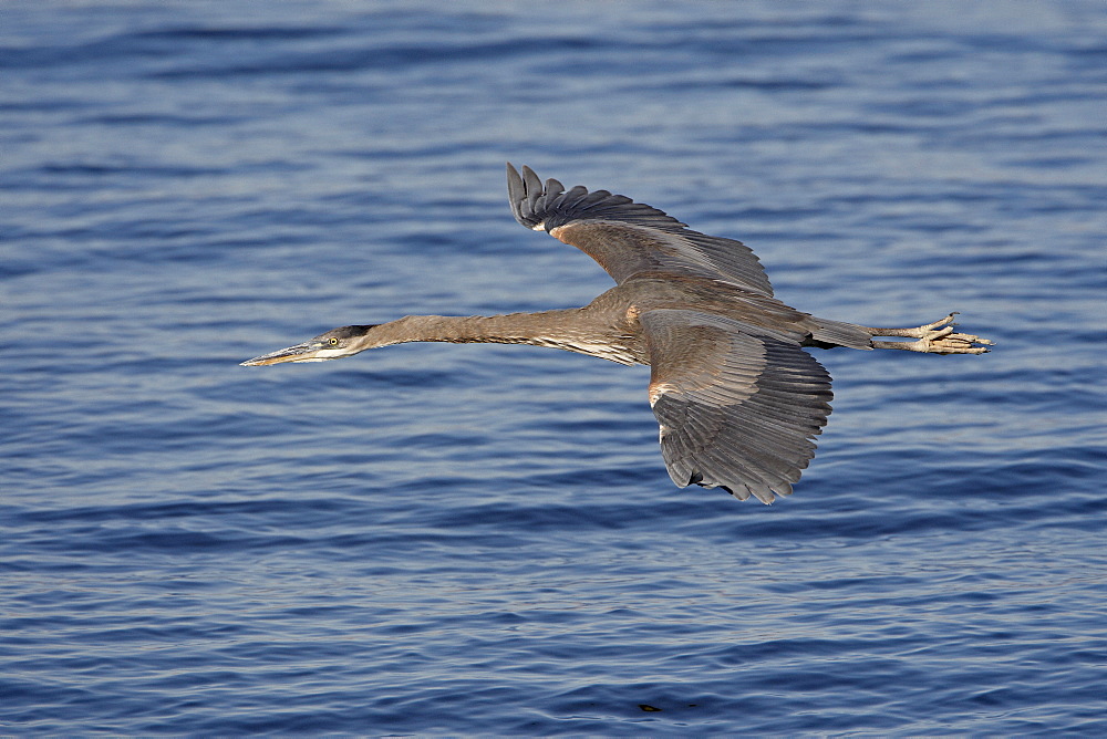 Great blue heron (Ardea herodias) in flight, Sonny Bono Salton Sea National Wildlife Refuge, California, United States of America, North America