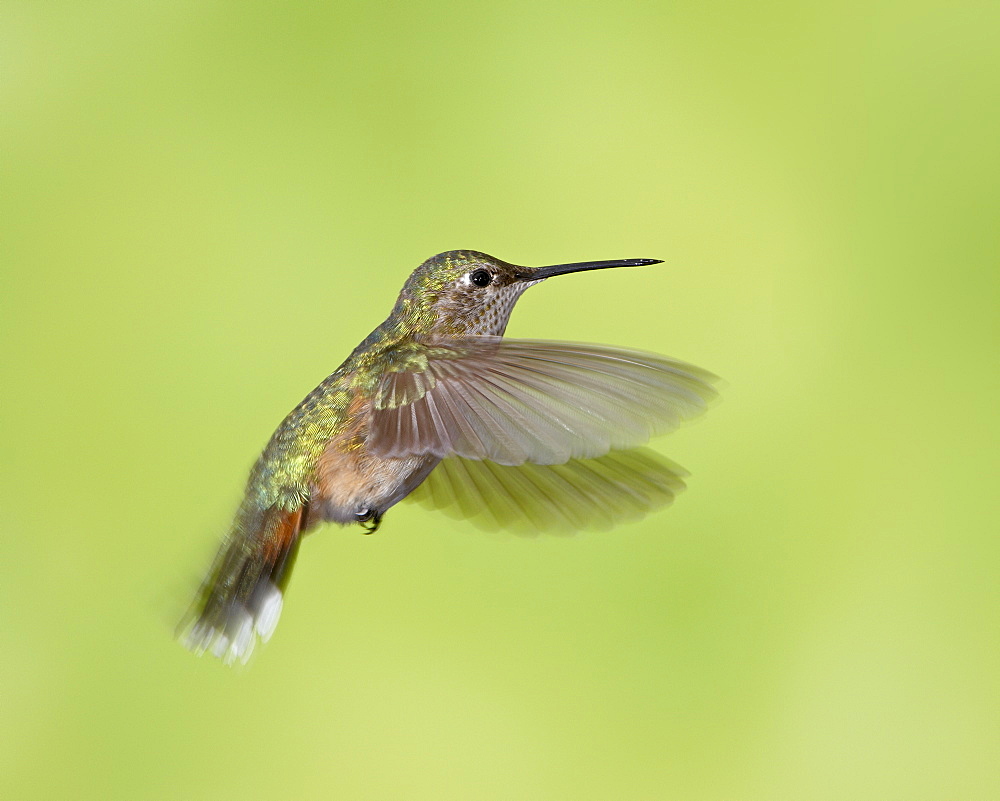 Female broad-tailed hummingbird (Selasphorus platycercus) in flight, Red Feather Lakes District, Roosevelt National Forest, Colorado, United States of America, North America