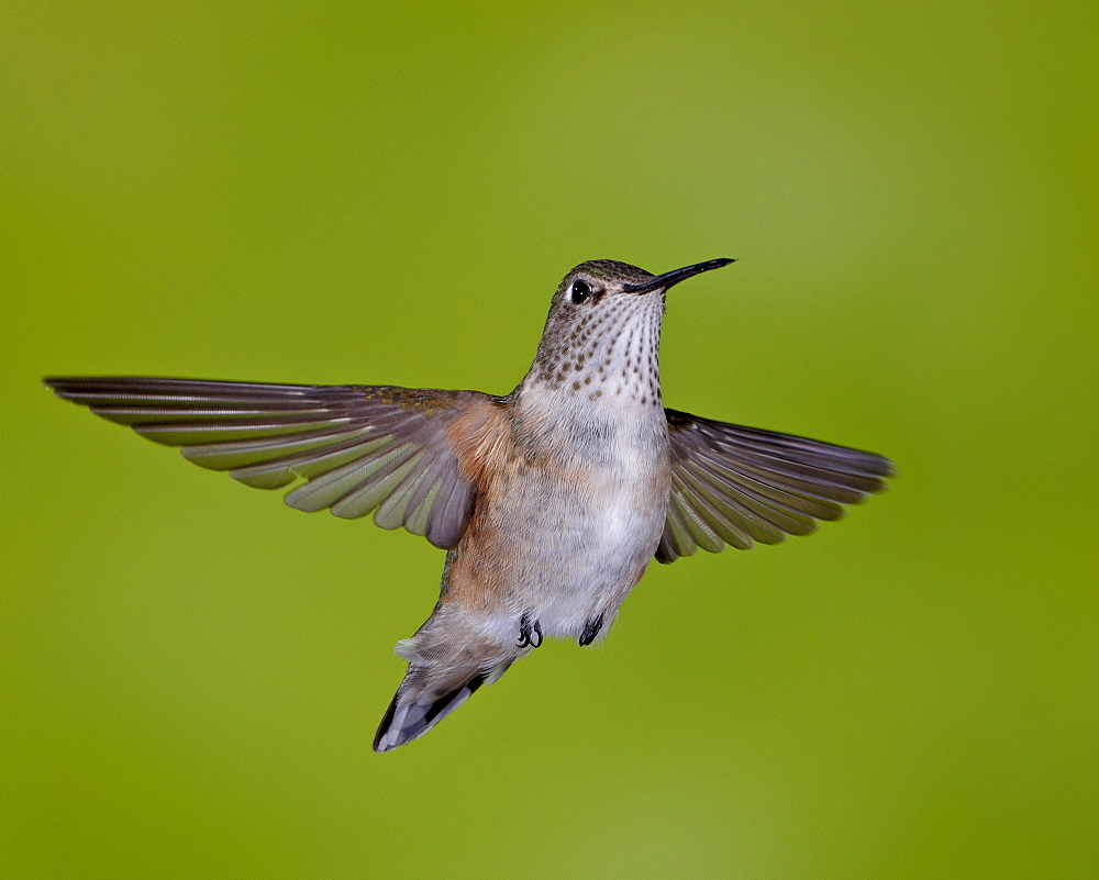 Female broad-tailed hummingbird (Selasphorus platycercus) in flight, Red Feather Lakes District, Roosevelt National Forest, Colorado, United States of America, North America