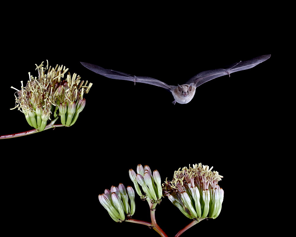 Lesser long-nosed bat (Leptonycteris yerbabuenae) flying by agave blossoms, in captivity, Hidalgo County, New Mexico, United States of America, North America