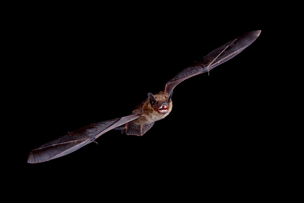 Big brown bat (Eptesicus fuscus) in flight, in captivity, Hidalgo County, New Mexico, United States of America, North America