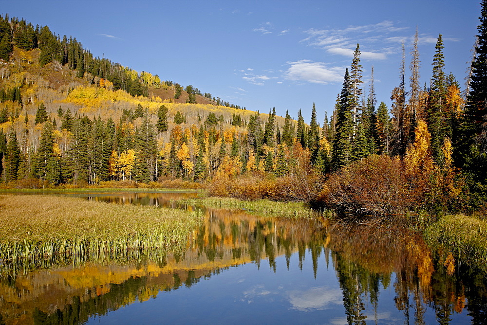 Yellow and orange aspens reflected in Sliver Lake in the fall, Wasatch-Cache National Forest, Utah, United States of America, North America