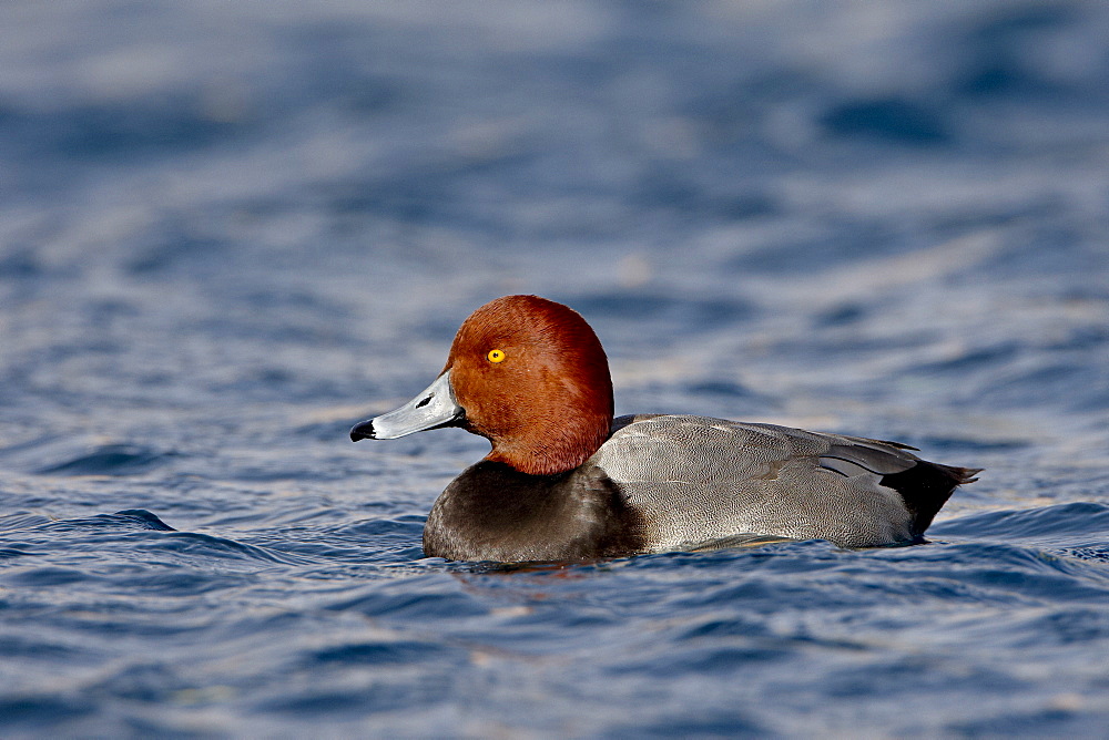 Male Redhead (Aythya americana) swimming, Veterans Park, Boulder City, Nevada, United States of America, North America