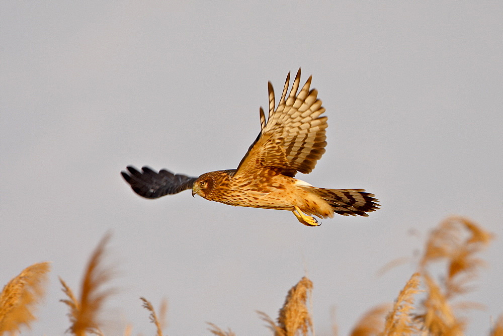 Female Northern Harrier (Circus cyaneus) in flight hunting, Antelope Island State Park, Utah, United States of America, North America