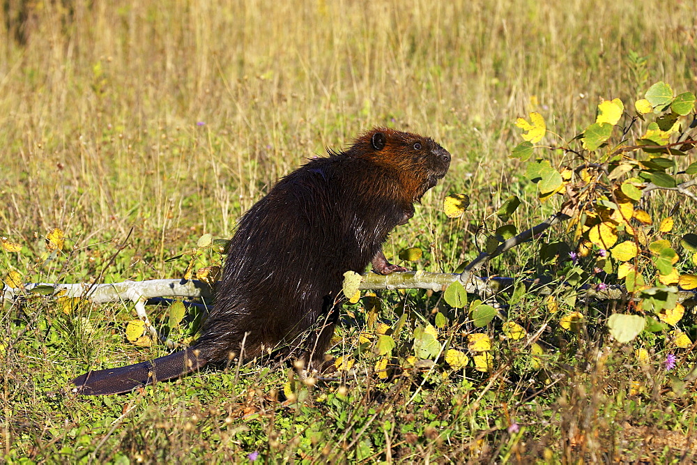 Captive beaver (Castor canadensis) standing by a downed tree, Sandstone, Minnesota, United States of America, North America