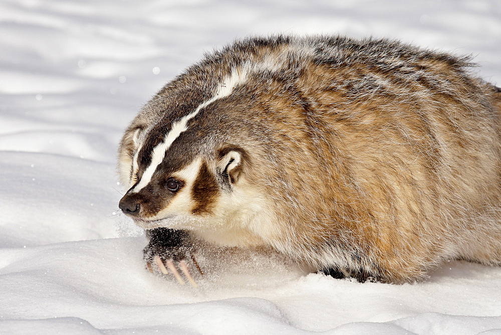 Badger (Taxidea taxus) in the snow, in captivity, near Bozeman, Montana, United States of America, North America