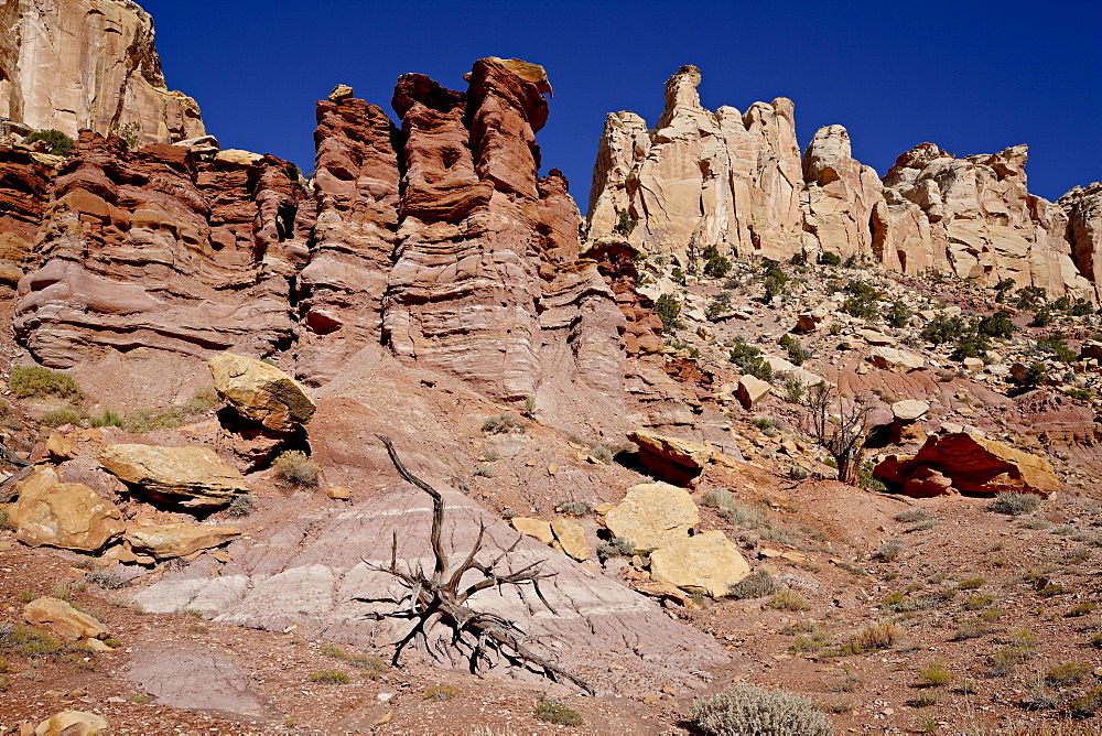 Rock formations and dead juniper, Grand Staircase-Escalante National Monument, Utah, United States of America, North America