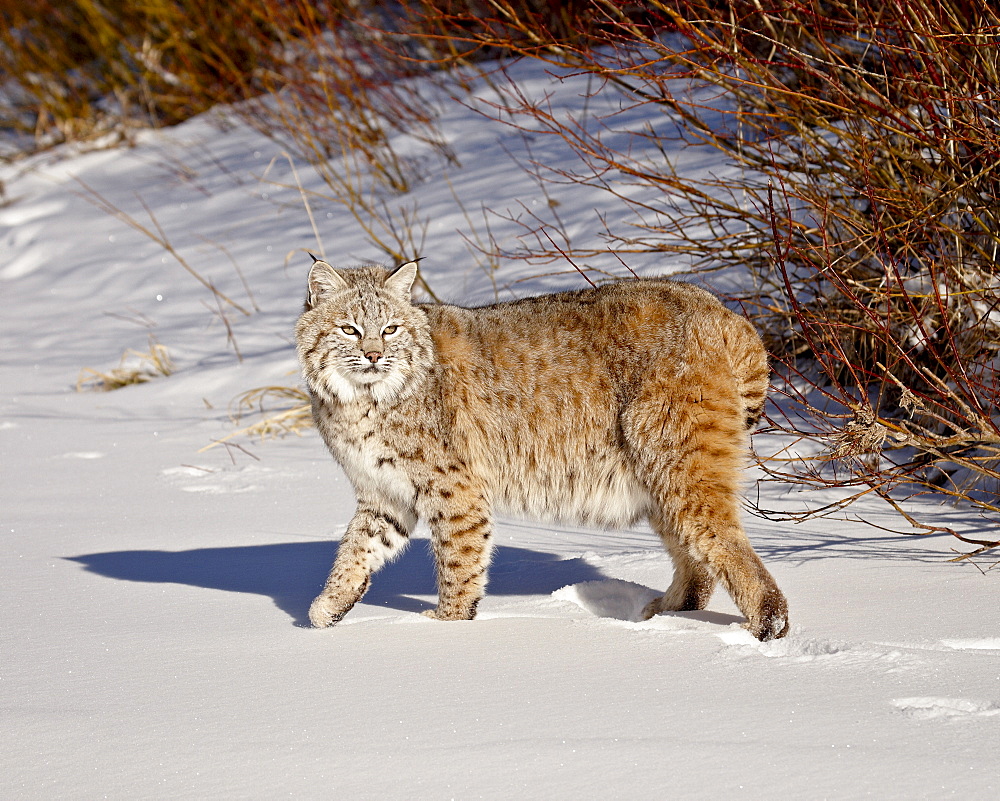 Bobcat (Lynx rufus) in the snow in captivity, near Bozeman, Montana, United States of America, North America