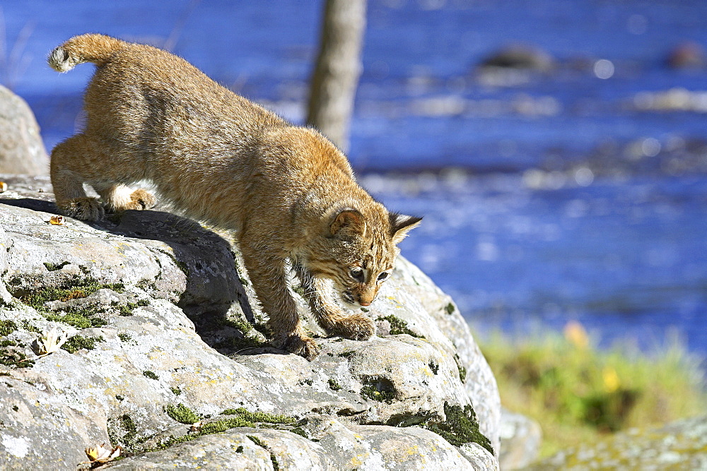 Young bobcat (Lynx rufus) in captivity, Minnesota Wildlife Connection, Sandstone, Minnesota, United States of America, North America