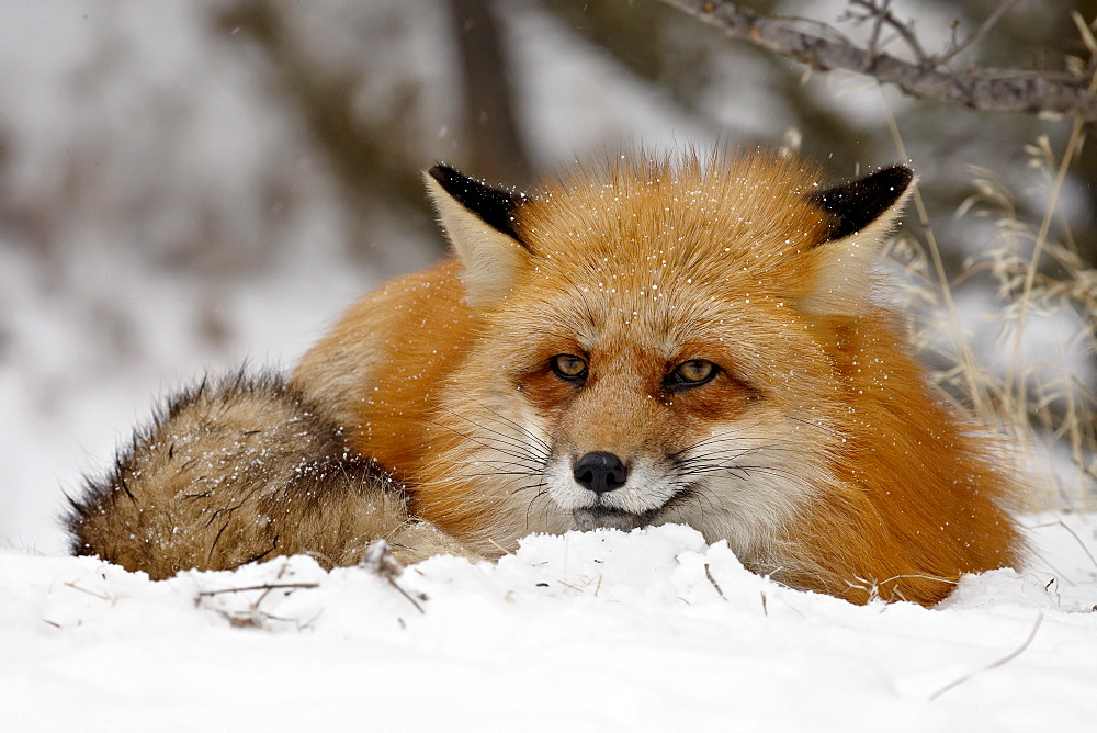 Captive red fox (Vulpes vulpes) in the snow, near Bozeman, Montana, United States of America, North America