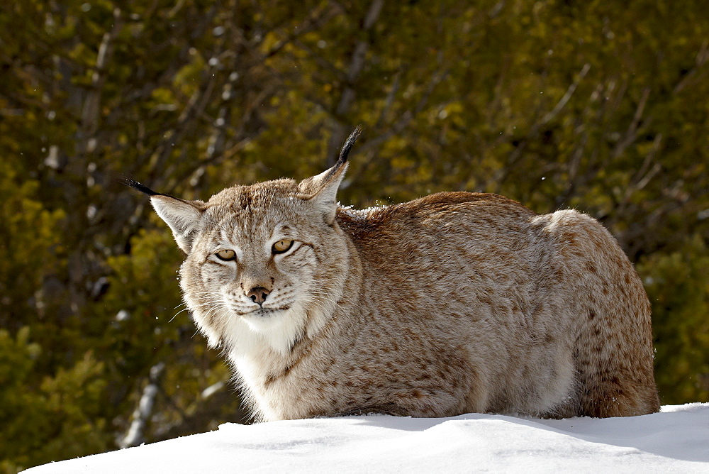 Captive Siberian lynx (Eurasian lynx) (Lynx lynx) in the snow, near Bozeman, Montana, United States of America, North America