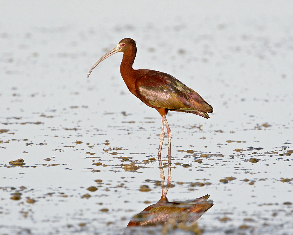 White-faced ibis (Plegadis chihi), Antelope Island State Park, Utah, United States of America, North America