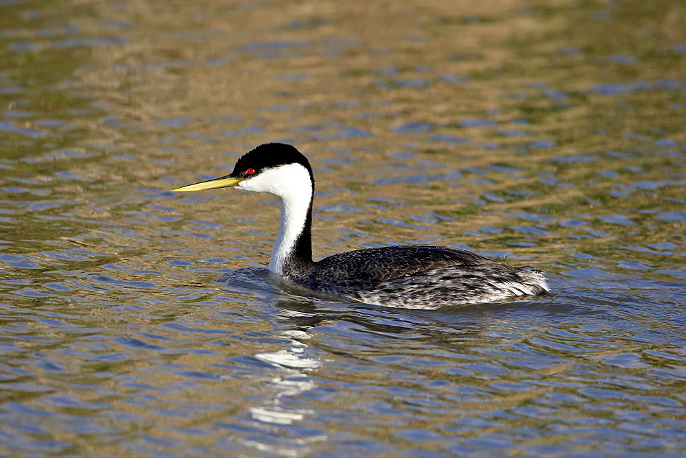 Western grebe (Aechmophorus occidentalis) swimming, Bear River Migratory Bird Refuge, Utah, United States of America, North America