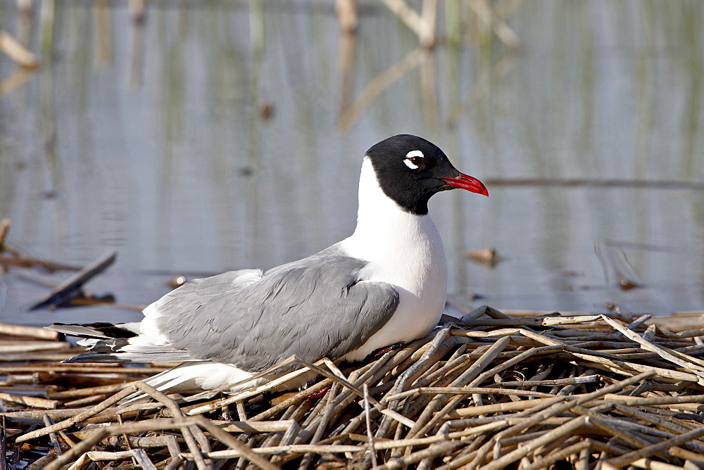 Franklin's gull (Leucophaeus pipixcan), Bear River Migratory Bird Refuge, Utah, United States of America, North America