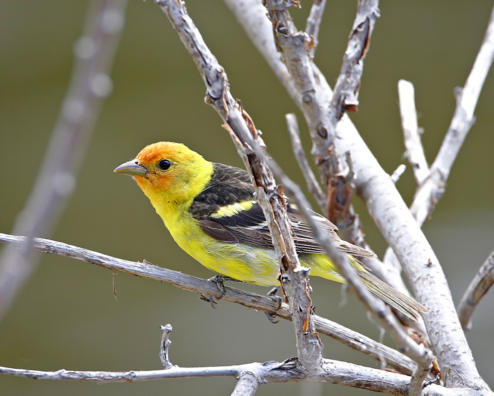 Male Western tanager (Piranga ludoviciana), near Oliver, British Columbia, Canada, North America