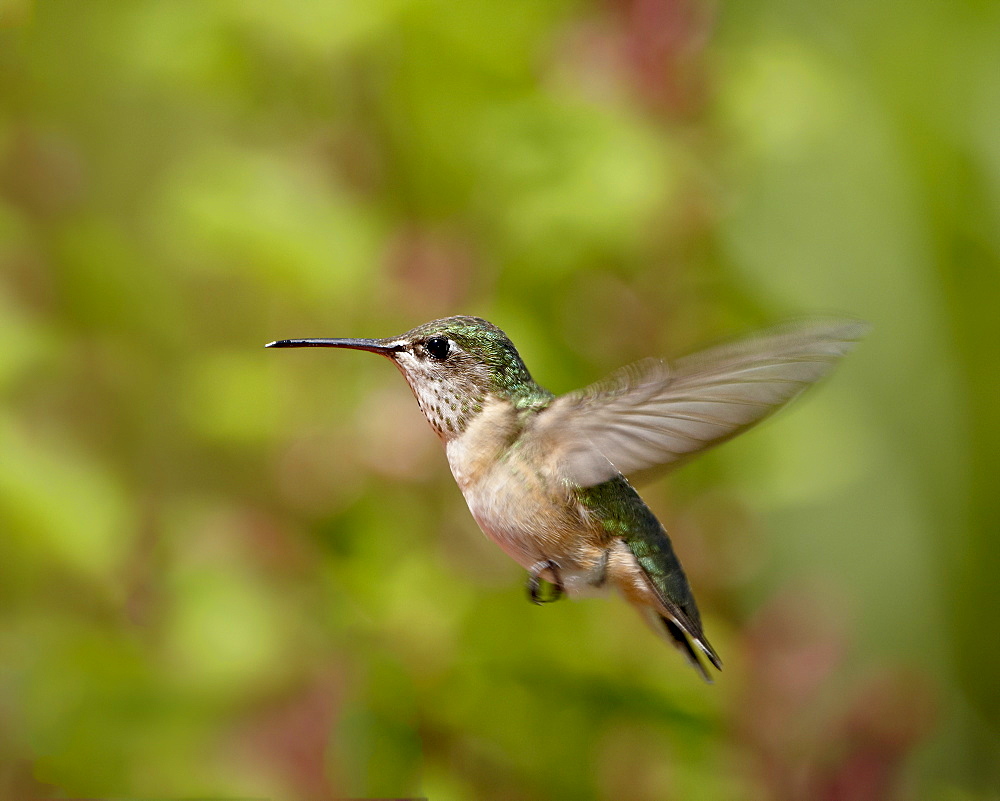 Female calliope Hummingbird (Stellula calliope) hovering, near Oliver, British Columbia, Canada, North America