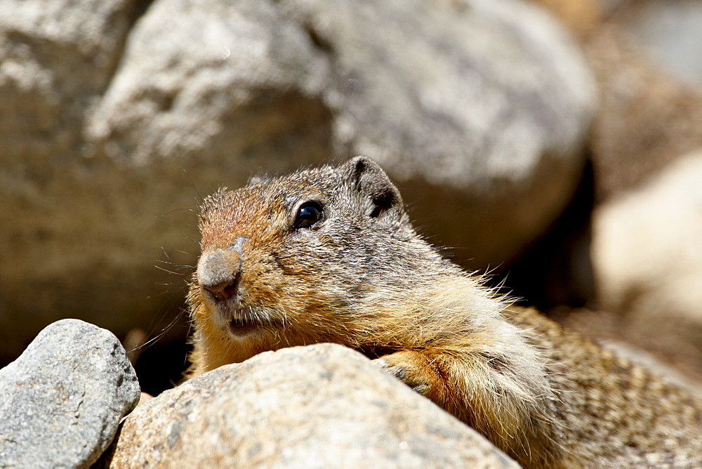 Richardson ground squirrel (Citellus richardsoni), near Oliver, British Columbia, Canada, North America