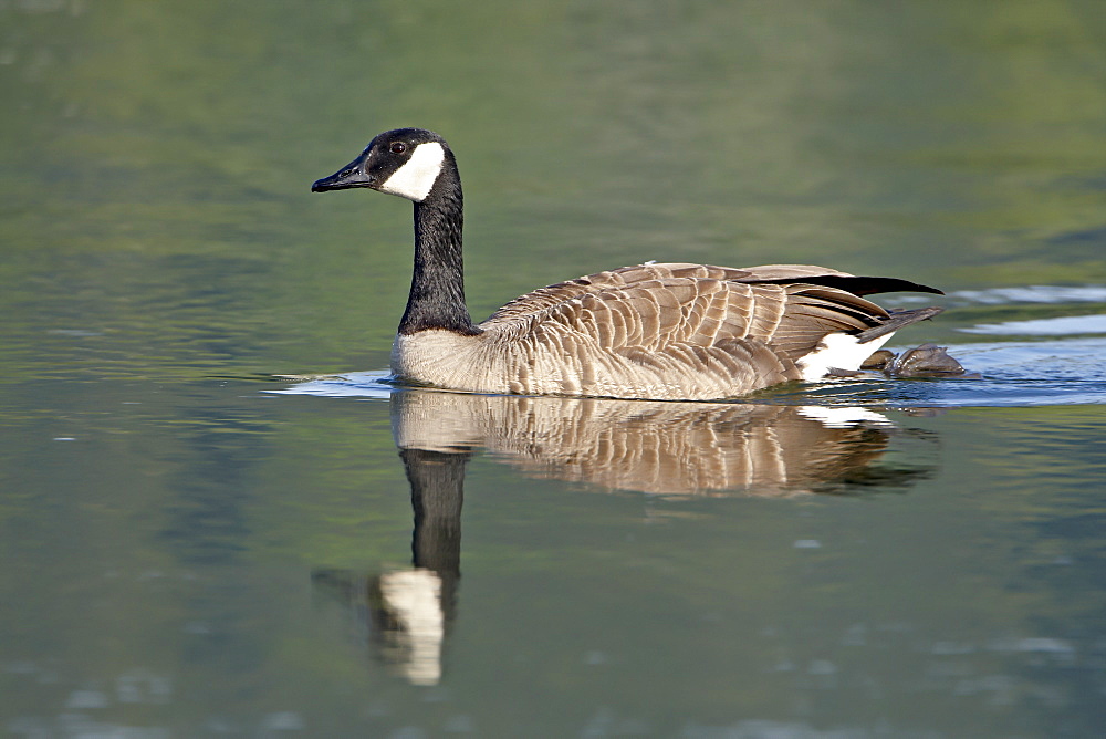 Canada goose (Branta canadensis) swimming, Esquimalt Lagoon, Saanich, British Columbia, Canada, North America