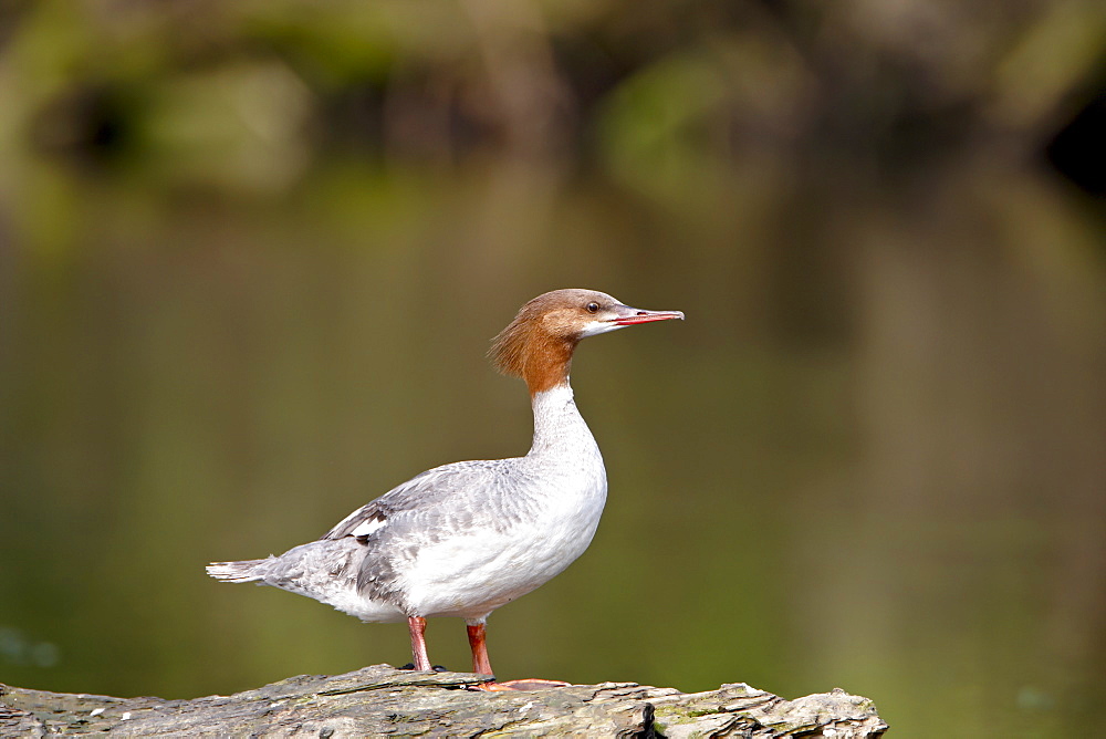 Common merganser (goosander) (Mergus merganser), French Creek, British Columbia, Canada, North America