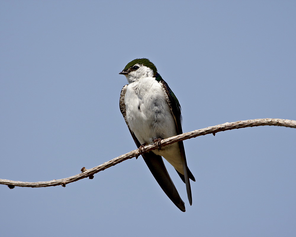 Violet-green swallow (Tachycineta thalassina), Sidney Spit, British Columbia, Canada, North America