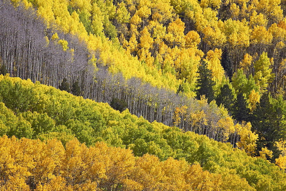 Fall colors of aspens with evergreens, near Ouray, Colorado, Uninted States of America, North America