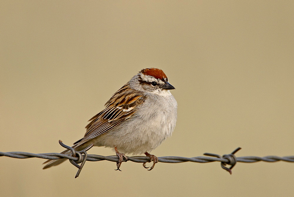 Chipping sparrow (Spizella passerina), Banff National Park, Alberta, Canada, North America