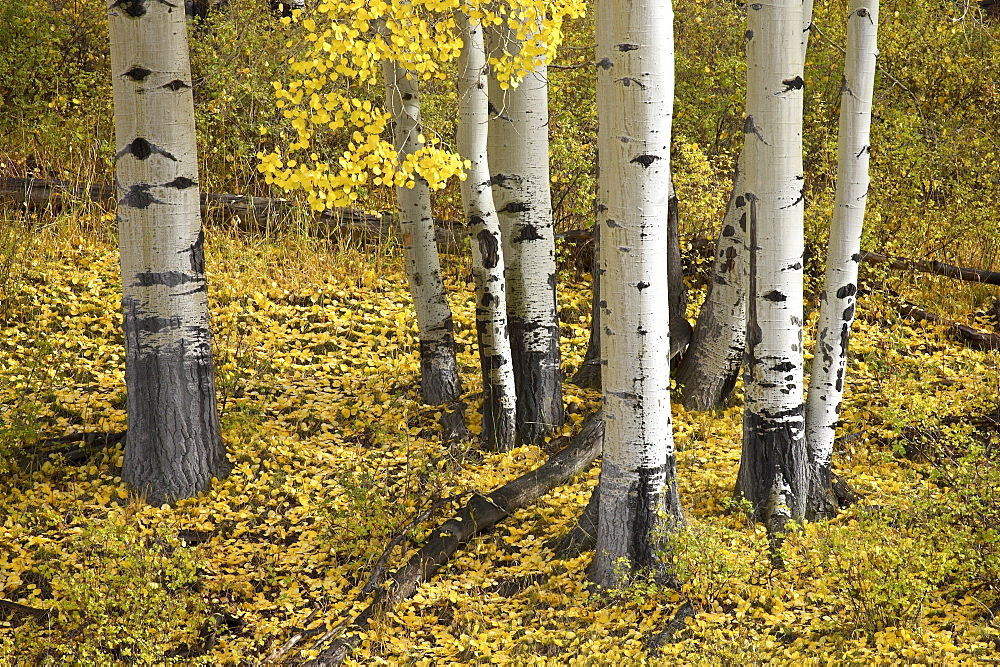 Aspens in fall colors, near Ouray, Colorado, United States of America, North America