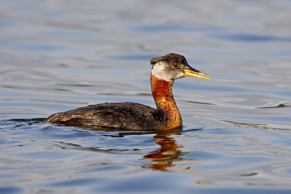 Red-necked grebe (Podiceps grisegena), Wasilla, Alaska, United States of America, North America