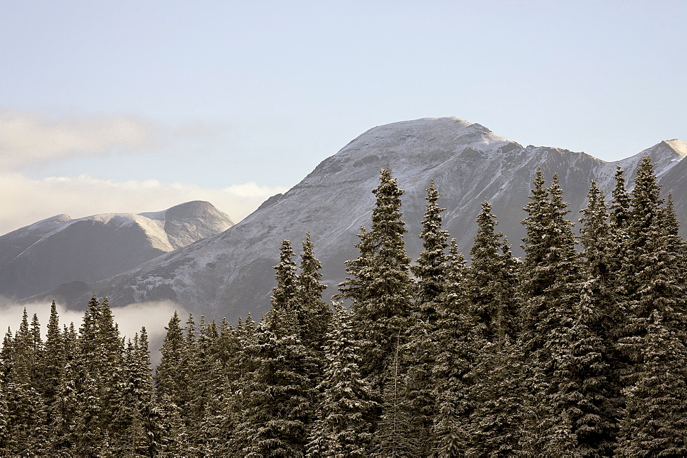 Mountains and evergreens with snow, near Ouray, Colorado, United States of America, North America