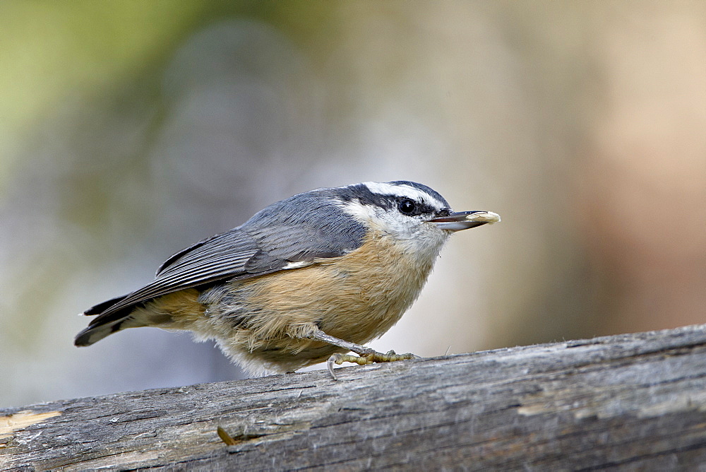 Female red-breasted nuthatch (Sitta canadensis), Wasilla, Alaska, United States of America, North America