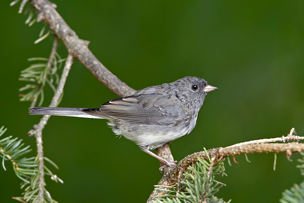 Slate-colored junco (Junco hyemalis hyemalis), dark-eyed junco (Junco hyemalis), Wasilla, Alaska, United States of America, North America