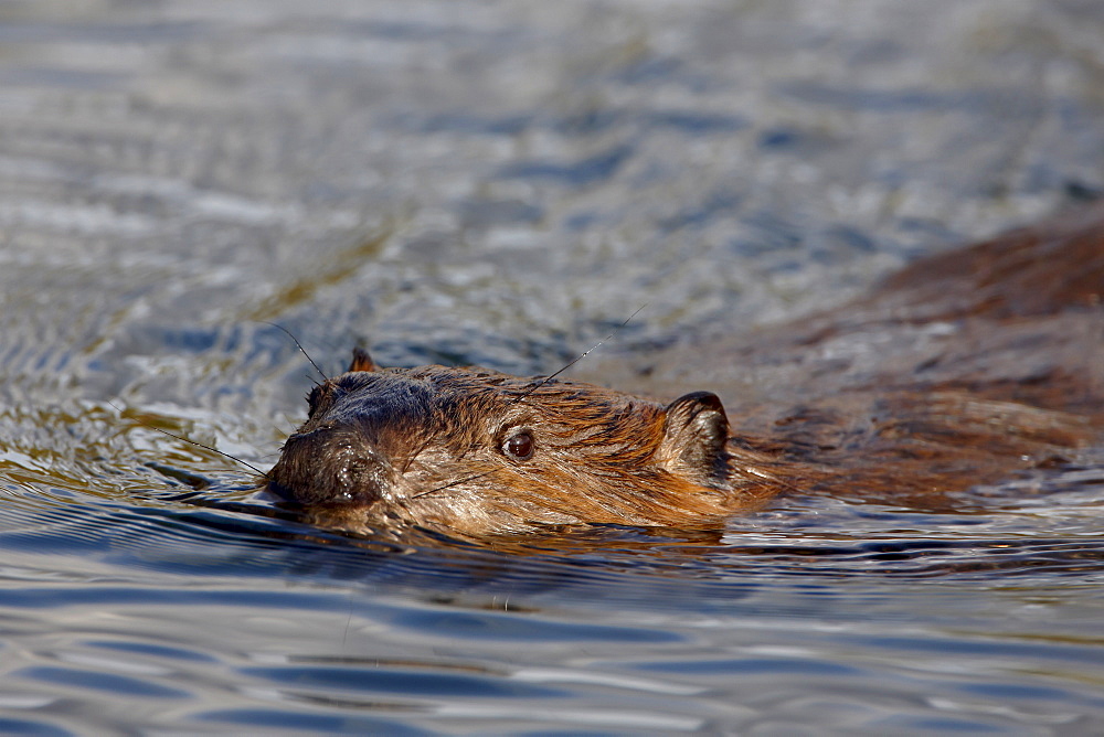 Beaver (Castor canadensis) swimming, Denali National Park and Preserve, Alaska, United States of America, North America