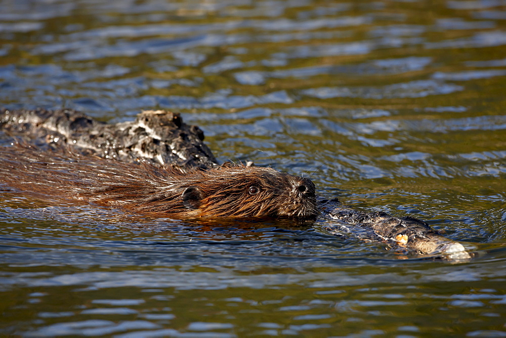 Beaver (Castor canadensis) swimming with food, Denali National Park and Preserve, Alaska, United States of America, North America