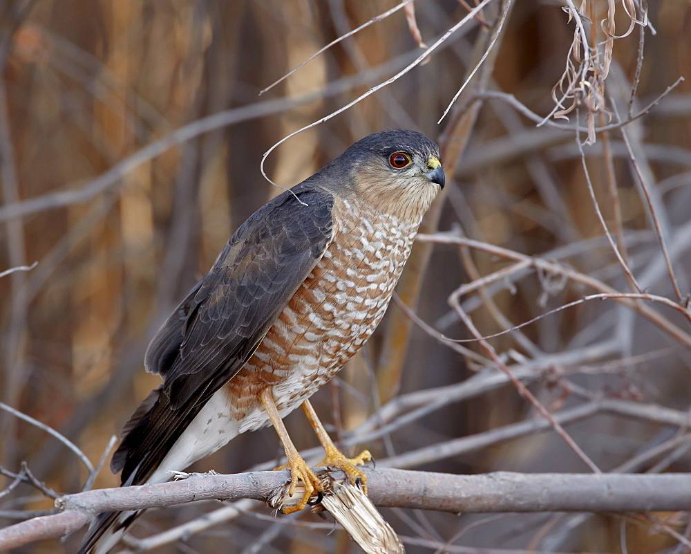 Sharp-Shinned Hawk (Accipiter striatus), Bosque del Apache, National Wildlife Refuge, New Mexico, USA

