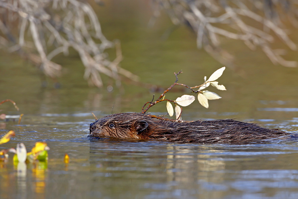 Beaver (Castor canadensis) swimming with food, Denali National Park and Preserve, Alaska, United States of America, North America