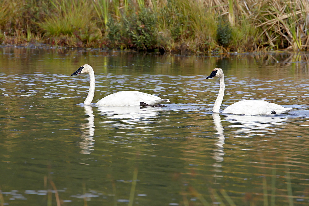 Trumpeter swan (Cygnus buccinator) pair, Potter Marsh, Alaska, United States of America, North America