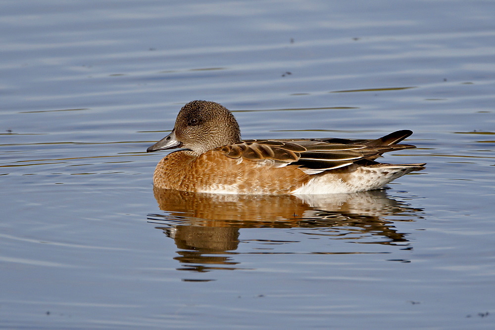 Female American Wigeon (American Widgeon) (Baldpate) (Anas americana), Potter Marsh, Alaska, United States of America, North America