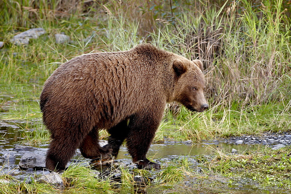 Grizzly bear (Ursus arctos horribilis) (Coastal brown bear), Kenai National Wildlife Refuge, Alaska, United States of America, North America