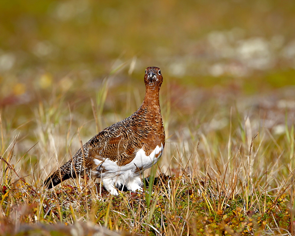 Willow Ptarmigan (Lagopus lagopus), Katmai National Park and Preserve, Alaska, United States of America, North America