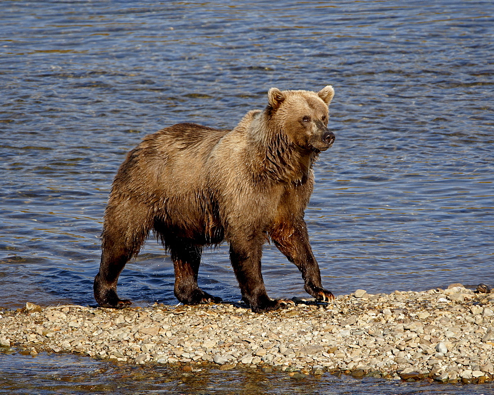 Grizzly bear (Ursus arctos horribilis) (Coastal brown bear), Katmai National Park and Preserve, Alaska, United States of America, North America