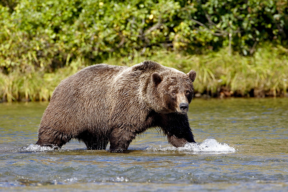 Grizzly bear (Ursus arctos horribilis) (Coastal brown bear) walking in a stream, Katmai National Park and Preserve, Alaska, United States of America, North America